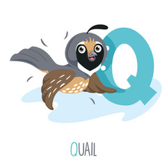 Vector Illustration Of Alphabet Letter Q And Quail