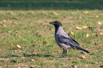 Obraz premium Nebelkrähe