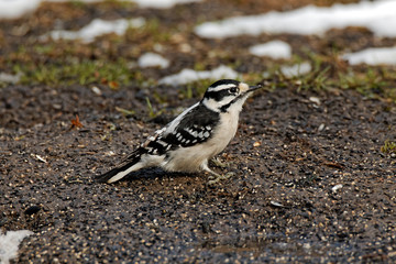 A female Downy Woodpecker rests on the ground. North America's smallest woodpecker is at home in urban and rural areas and can be found more commonly hitching around and drumming on trees.