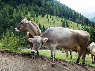 Animali della fattoria