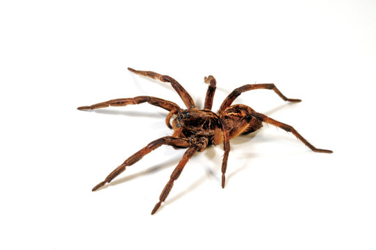 Tarantel aus Guyana (Lycosa sp.) Wolf spider from Guyana
