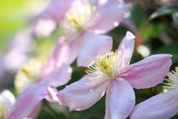 Clematis montana Blüten im Garten