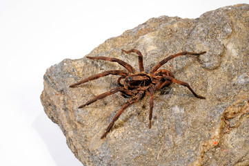 Tarantel aus Guyana (Lycosa sp.) Wolf spider from Guyana