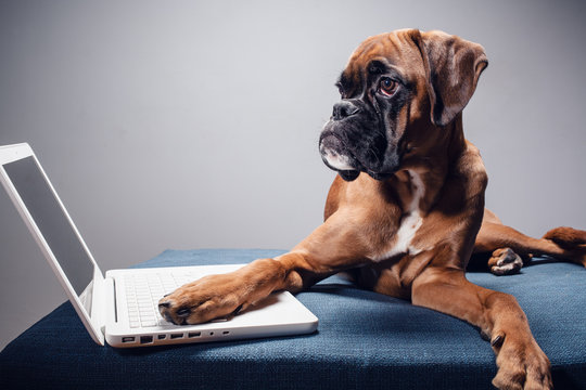 Cute boxer pupy working on laptop.