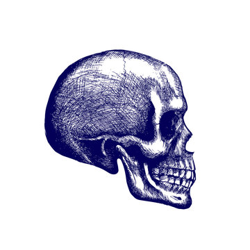 Skull of a Human