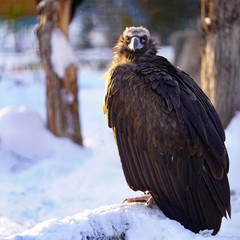 Black vulture alone