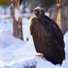 Black vulture alone
