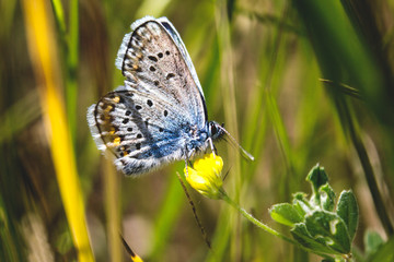 Butterfly with flower and background