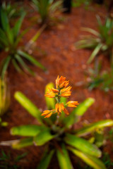 Botanical Garden in Brasilia, Brazil