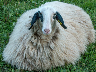 Naklejka premium Pecore