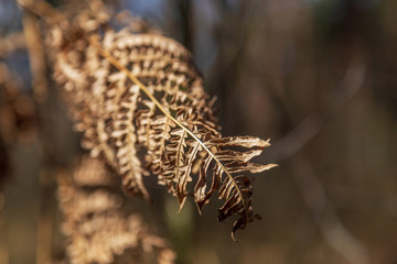 Dried leaves of ferns