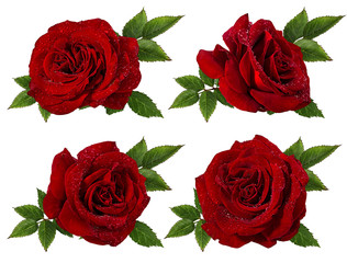 Fresh beautiful red rose with dewdrops isolated on white background with clipping path - obrazy, fototapety, plakaty