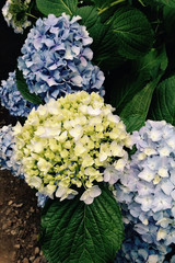 hydrangea in garden