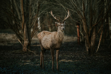 Naklejka na ściany i meble Deer in the forest