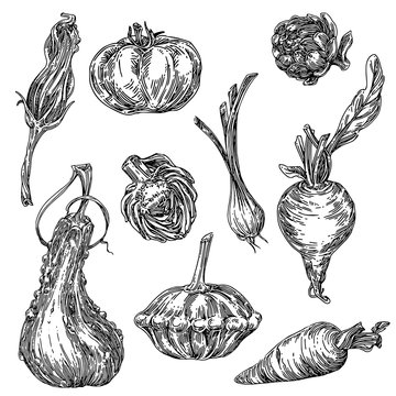 Big set of vegetables. Pumpkin, beet, artichoke, tomato, carrot, patisson, green onion and flower pumpkin. Sketch. Engraving style. Vector illustration.