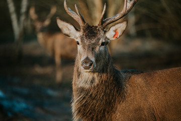 Obraz premium Deer in the forest