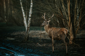 Deer in the forest