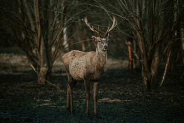 Naklejka na ściany i meble Deer in the forest
