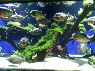 fish in aquarium