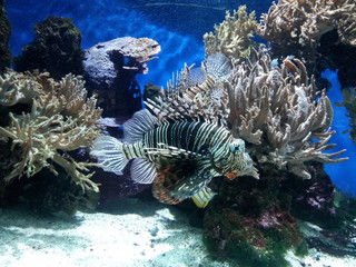 tropical fish in coral reef