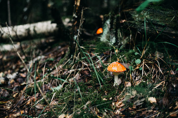 Mushrooms in Europe