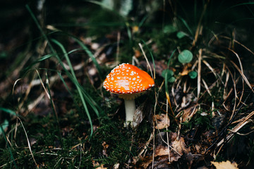 Mushrooms in Europe