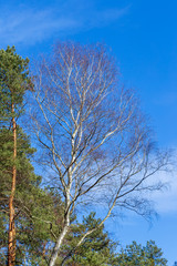 Birch among the pines