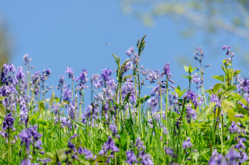 Bluebells in spring, Kent, England