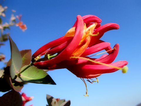 Fleur rouge de chevrefeuille (lonicera japonica) sur fond de ciel bleu.