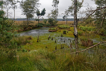 Lüneburger Heide