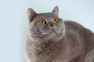Portrait cute British Shorthair Cat with bright orange eyes lying and looking up on white background.Adorable adult British Shorthair cat with plush short coat, impressive muscle mass,sturdy physique