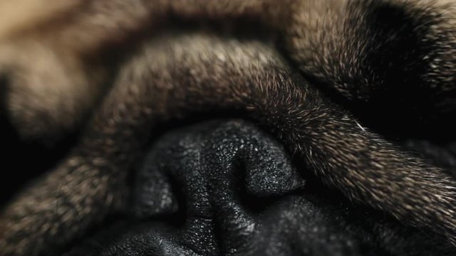 Macro close-up face of cute pug dog sleep on bed in bedroom, tired and lazy