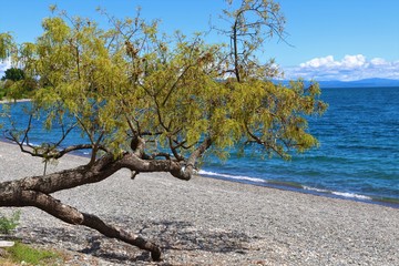 twisted tree on the beach
