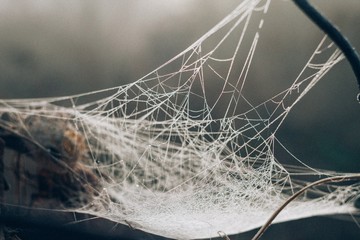 Backlit spider web with frozen dew closeup