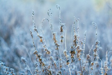Frozen wild grass with blurred background