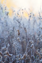 Obraz premium Frozen wild grass with blurred background