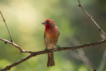 House Finch