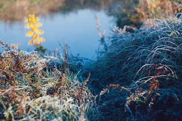 Frost on grass near river on calm sunny morning