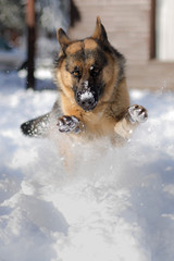 German shepherd dog playing and jumping in the snow in winter looking at the camera
