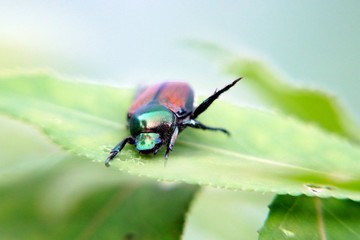 Beetle says Hi! 