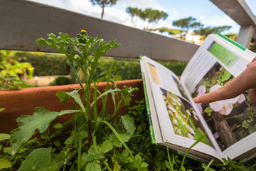 Identifying wild flower with botany field guide