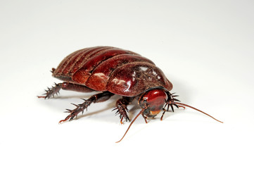 Rhino-Schabe (Macropanesthia rhinoceros) - giant burrowing cockroach