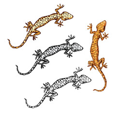 Gecko vector illustration set.  Four different variation colors of a geckos. Reptile llustration for prints, t-shirt, books - 237459658