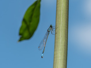 A blue-tailed damselfly sitting on a green stem