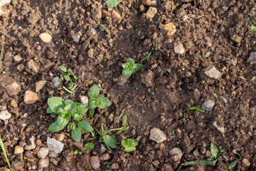 seedlings growing in dirt