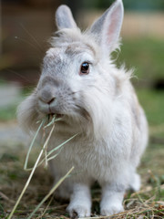 A white dwarf rabbit sitting in the grass, eating