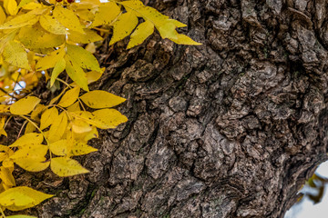 Fall leaves in color in Arizona desert