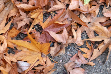 Fall leaves in color in Arizona desert