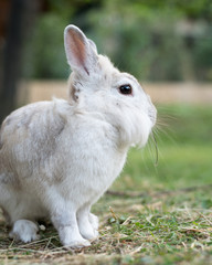 A white dwarf rabbit sitting in the grass, eating