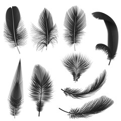 Black realistic vector feathers isolated on white.